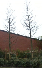 bomen planten